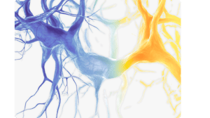 vascular-thumbnail